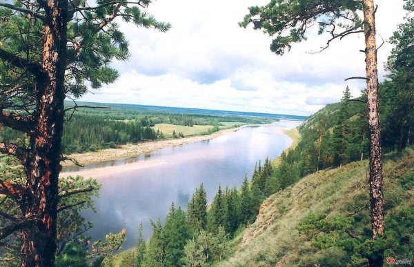 Сардана Даурская Лилия