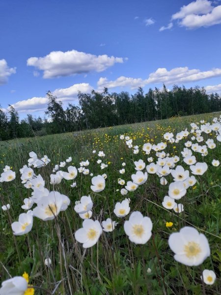 Природа Якутии картинки