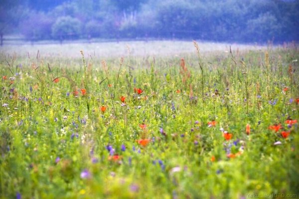 Природа Якутии Алаас