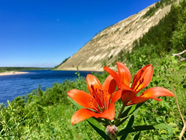 Реки Яна Индигирка Колыма