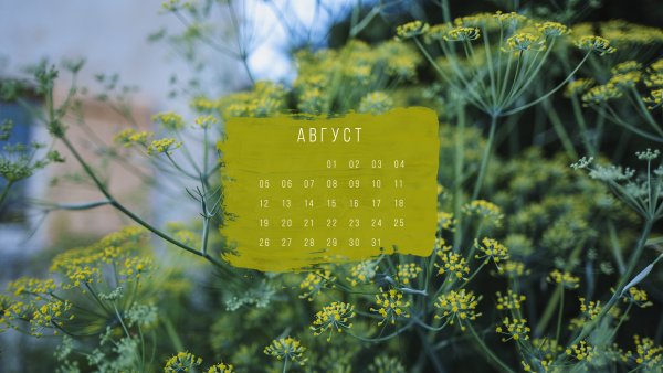 Обои календарь август 2021