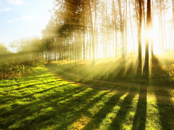 Трава и солнце