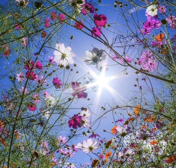 Летнее солнцестояние солнце