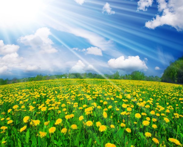 Солнечный день