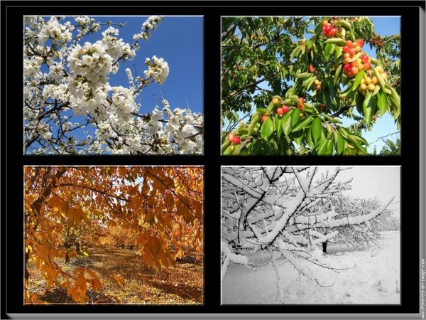 Лето осень зима