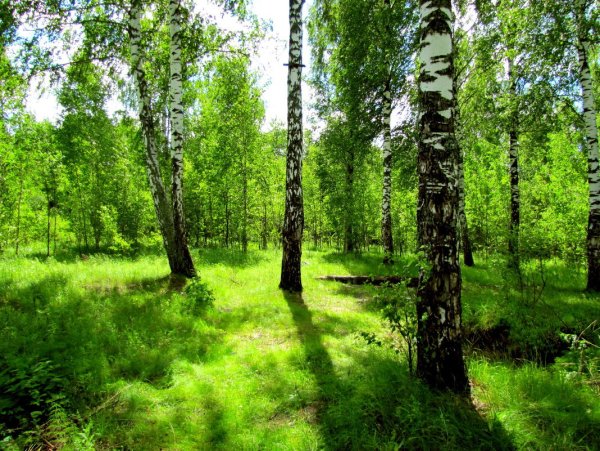 Природа Лесная Поляна Берёзовая роща