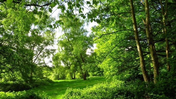 Шитроколиственые Лесса России