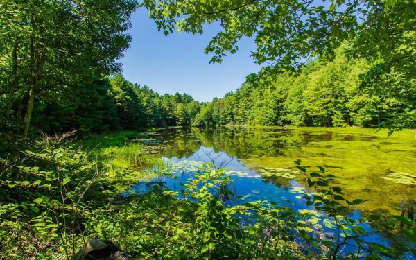 Темнохвойная Пихтовая Тайга Сибирь