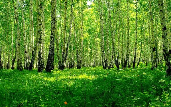 Березовая роща Томск