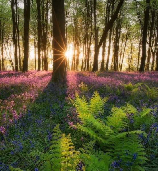 Березовая роща Ясная Поляна