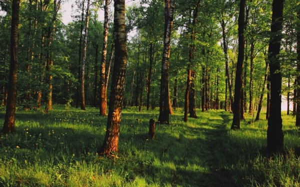 Березовая роща Томск