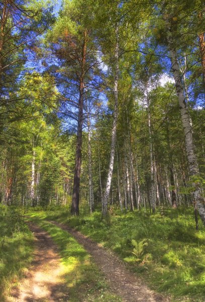 Березовая роща бойрок