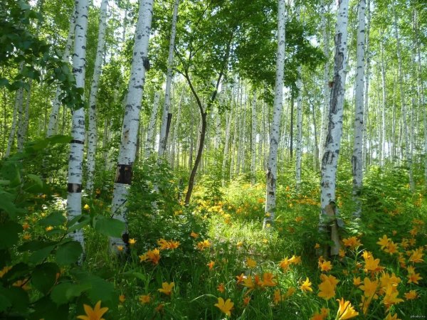 Ясная Поляна Сосновый Бор