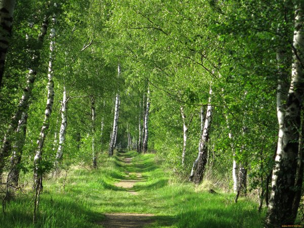 Лесные тропы Енидже