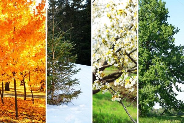 Клен в разные времена года
