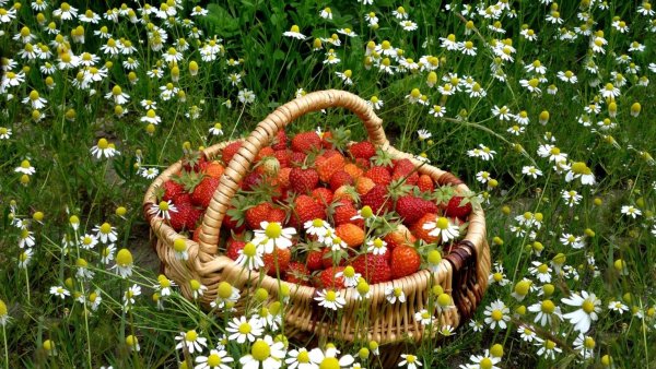 Солнечный день природа лето