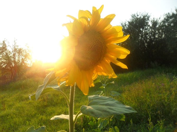 Летнее солнце