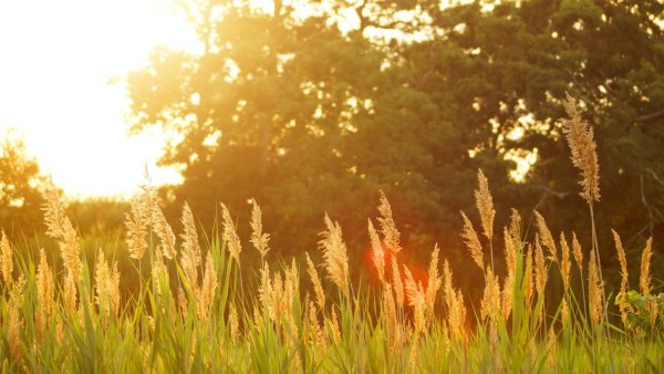 Лето солнце