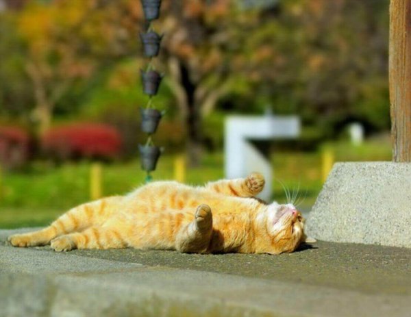 Кот на солнышке