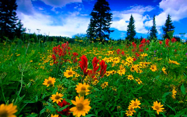 Природа вокруг нас