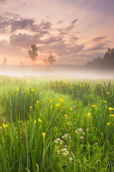 Ромашковое поле