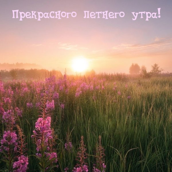 Утро природа