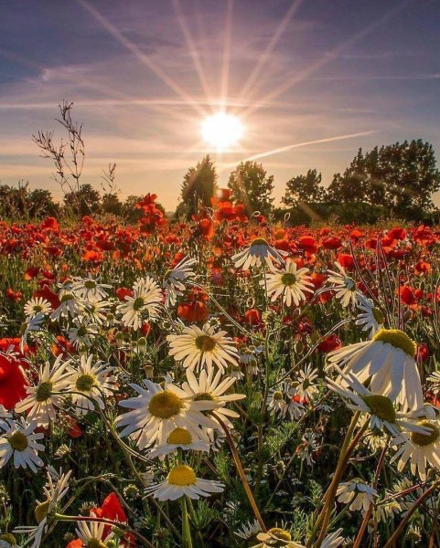 Букет полевых трав