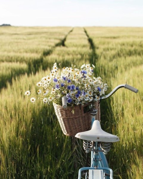 Летняя природа