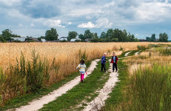 Поля рожь село Россия