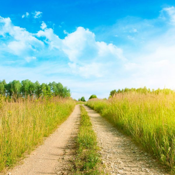 Дорога в поле