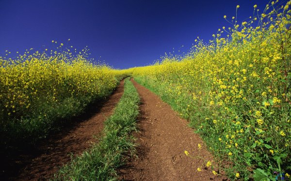 Тропинка в поле