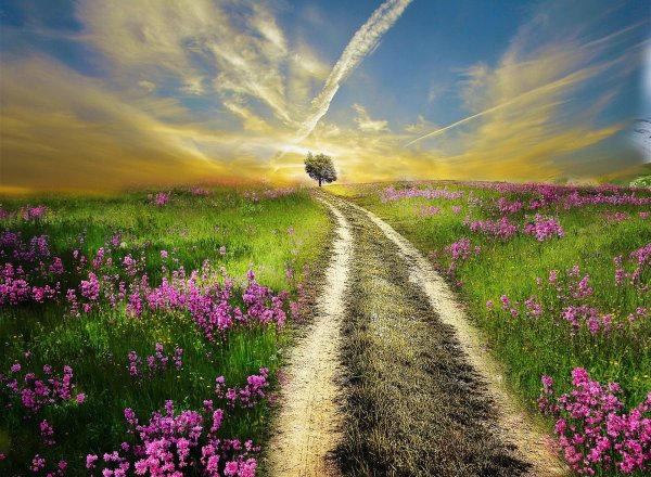 Дорога в цветочном поле
