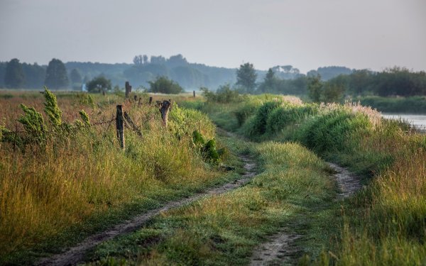 Дорога с травой