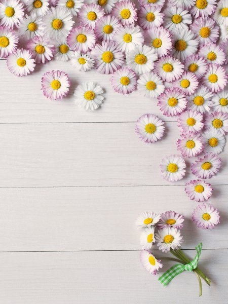 Фон ромашки