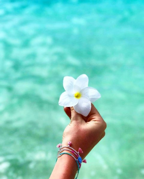 Фотофон цветы сиреневые