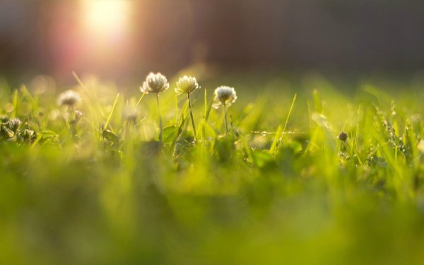 Зеленая природа