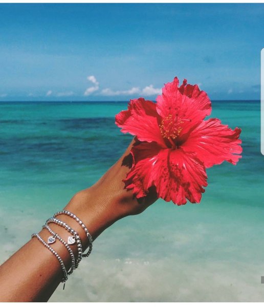 Цветок в руке море