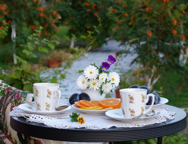 Собаки на фоне природы