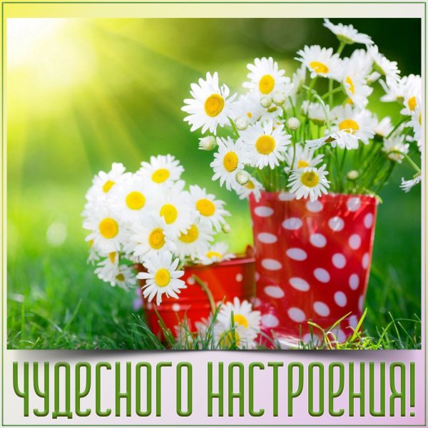 Добрые пожелания с ромашками