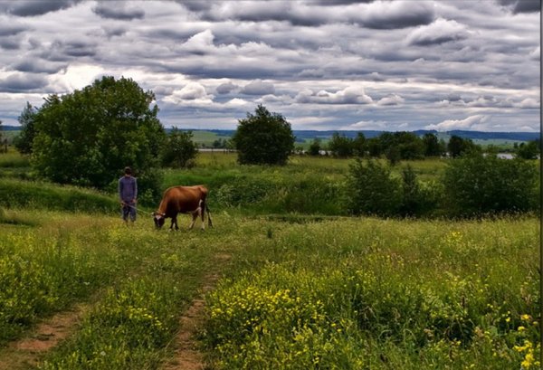 Лето деревня луг
