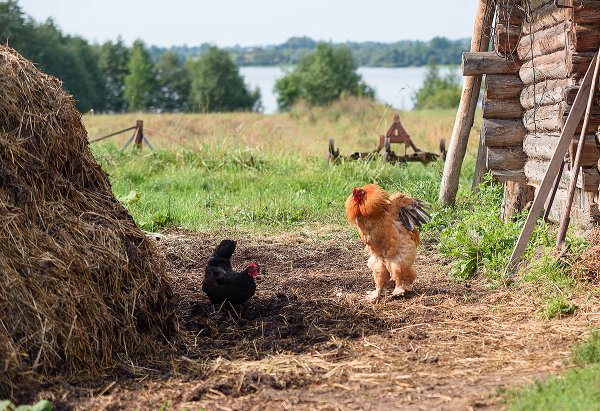 Жизнь в деревне