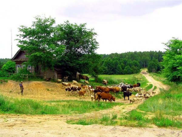 Деревня Околица Тверская область