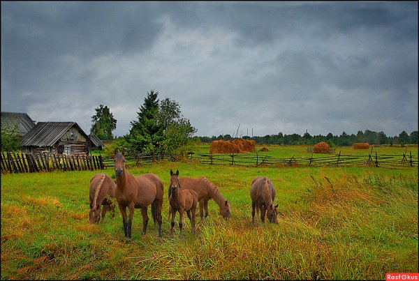 Домик в деревне с коровой