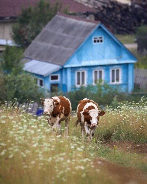 Деревенские пейзажи природы