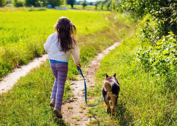 Летние прогулки