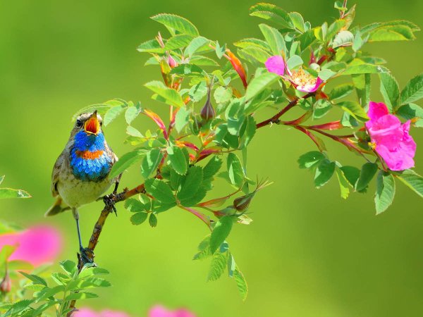 Цветы и птицы