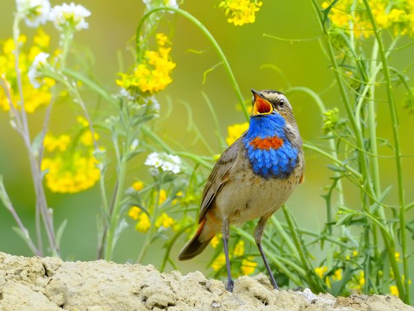 Варакушка Лесная растение