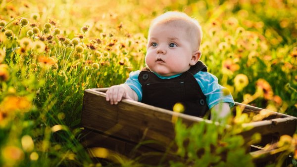 Дети собирают ягоды