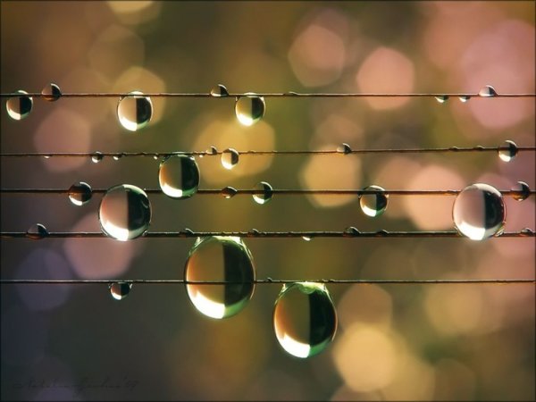 Ритм в природе