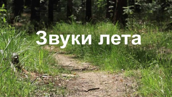 Звуки лета
